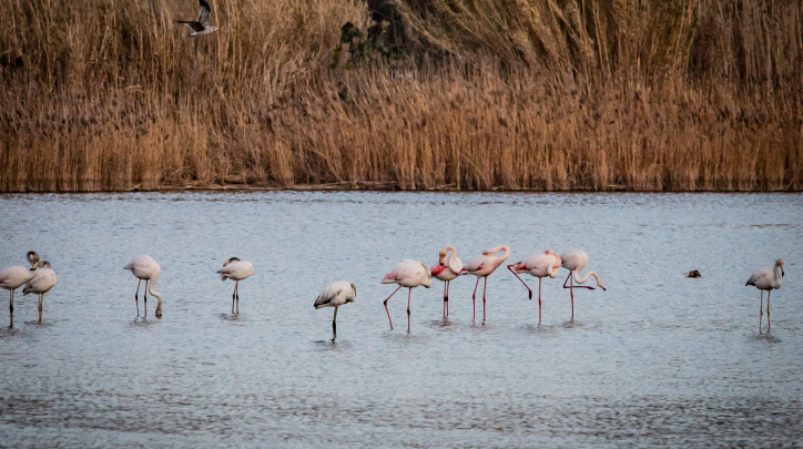 Flamencs al delta febrer 2022